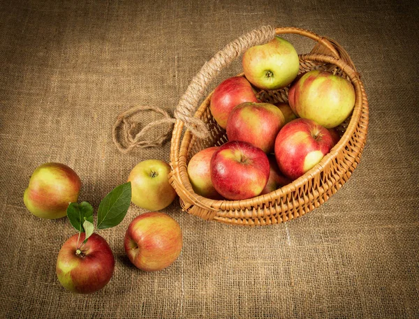 Autumn harvest, a basket with bright apples on a background of burlap.