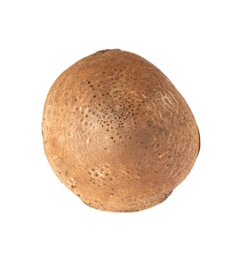 Mantar kapağı sonbahar şampiyonu üst görünümü beyaz arkaplanda izole.