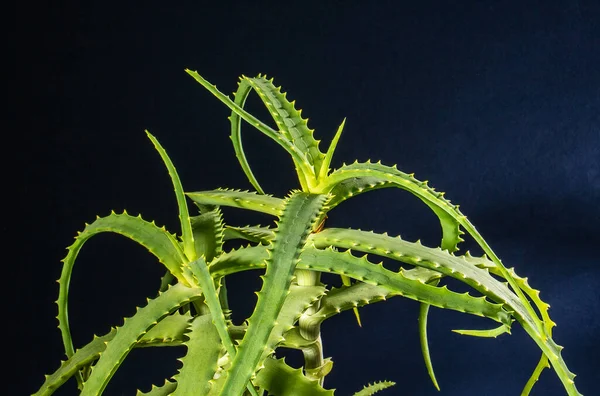 Aloe çalısı arka planda parıldıyor, karanlık bir arka plan, ön manzara.