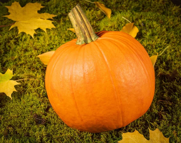 Символ Хэллоуина Яркая Оранжевая Тыква Зеленой Подушке Мха — стоковое фото