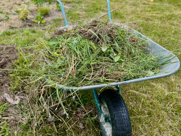 Gartenschubkarre Mit Unkraut Sommer — Stockfoto