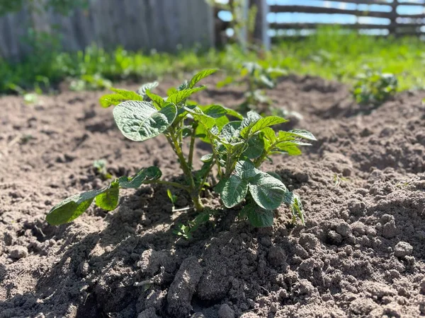 Young potato plant growing in the garden after weeding. Summer garden works.