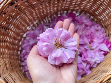 Elinde kesilmiş gül çiçeği başlığı var. Gül yaprakları toplanıyor