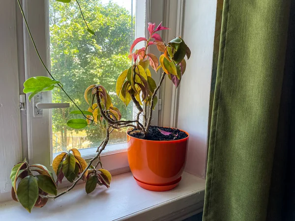 Houseplant Pereskia Rose Cactus Windowsill — ストック写真