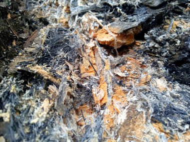 Dust a forest of background