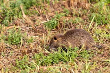 Yetişkin bir fındık ağacı sabahın erken saatlerinde İsrail 'in kuzeyindeki Hula Gölü' ndeki bir su deposunun kıyısında yeşil çimlerde otlar.