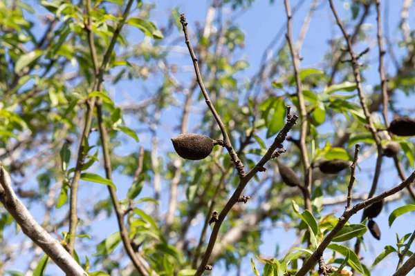 Loni Visely Suché Ořechy Mandlovém Stromě Horní Galileji Severním Izraeli — Stock fotografie