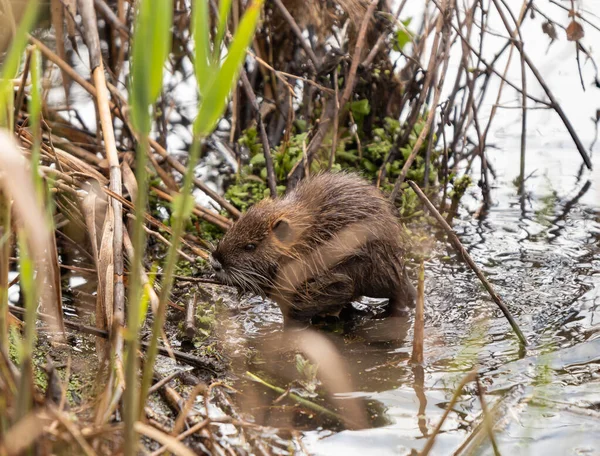 Filhote Nutria Pastoreia Início Manhã Grama Nas Margens Reservatório Reserva — Fotografia de Stock