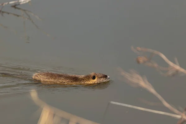 Uma Nutria Adulta Nada Perto Costa Uma Lagoa Reserva Natural — Fotografia de Stock