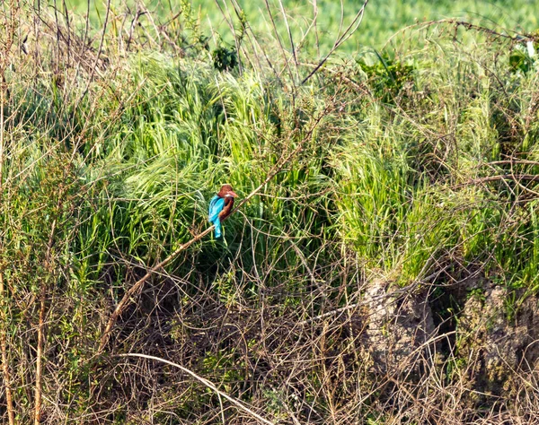 Kingfisher Bird Sits Branches Bush Shore Reservoir Nature Reserve Lake — Stock Photo, Image