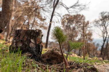 Genç yeşil bitkiler, İsrail 'in kuzeyindeki Tabor Dağı' ndaki kozalaklı ormanda yağmurdan sonra yetişir.