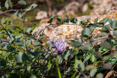 Genç pembe Tepegöz yağmurdan sonra İsrail 'in kuzeyindeki Tabor Dağı' ndaki kozalaklı bir ormanda büyürler.