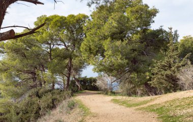 Kuzey İsrail 'deki Tavor Dağı' ndaki kozalaklı ormandan geçen orman yolu.