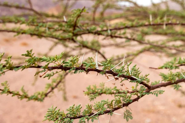 Větev Trny Zelenými Listy Stromu Rostoucího Kamenné Poušti Národním Parku — Stock fotografie