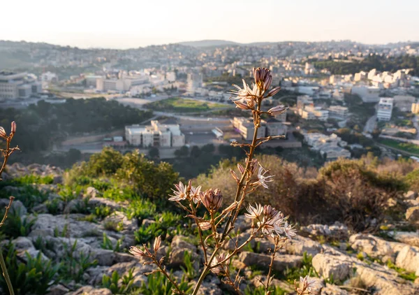 北イスラエルのナザレ市を背景に プレシピ山の森の夜の太陽の下でアスホデルス ラモスを開花 — ストック写真