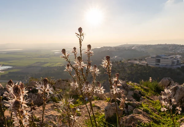 北イスラエルのナザレ市を背景に プレシピ山の森の夜の太陽の下でアスホデルス ラモスを開花 — ストック写真