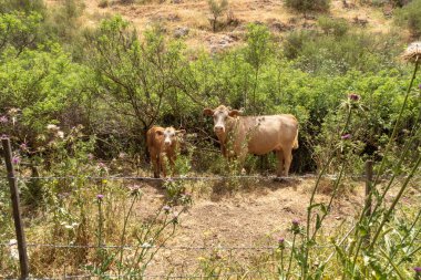 Kinneret Gölü kıyısındaki Arbel Dağı 'nın altındaki En Arbel Deresi' nin kıyısında inekler ve buzağı dinleniyor. Kuzey İsrail 'deki Tiberias kenti yakınlarındaki Celile Denizi.