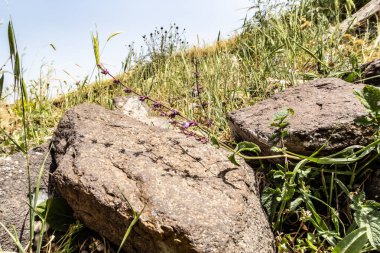İsrail 'in kuzeyindeki Tiberias kenti yakınlarındaki Kinneret Gölü kıyılarında yer alan Arbel Dağı' nın çalı ve çalı ile kaplı yamacı..