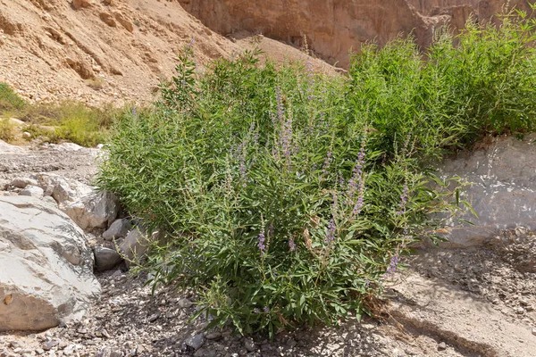 Vzácné Zelené Rostliny Rostou Suchém Korytě Řeky Procházející Kamennou Pouští — Stock fotografie