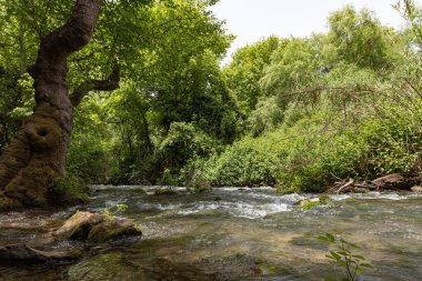 Kuzey İsrail 'deki ulusal parkın çevresinde hızlı akan Hermon akıntısı