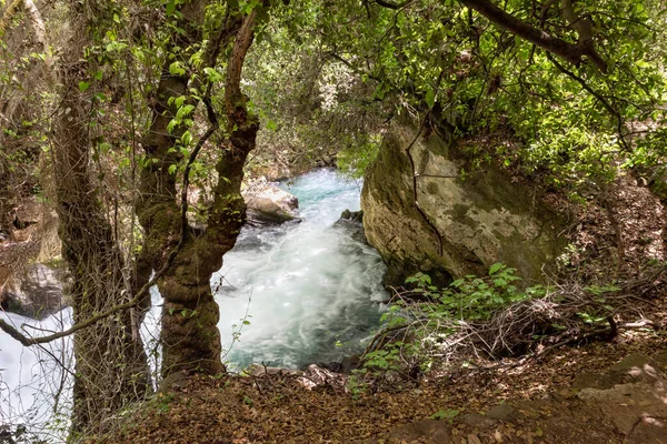 Schnell Fließender Hermonenstrom Gebiet Des Nationalparks Norden Israels — Stockfoto