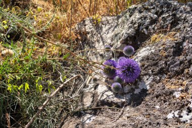 Kuzey İsrail, Golan Tepeleri 'ndeki Jalaboun deresinin kıyısında doğa.