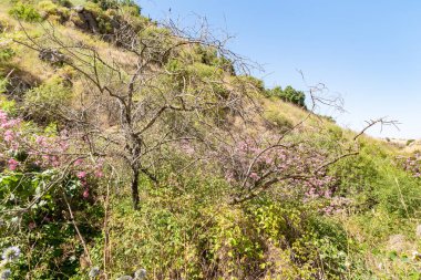 Kuzey İsrail, Golan Tepeleri 'ndeki Jalaboun deresinin kıyısında doğa.