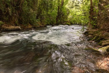 Kuzey İsrail 'deki ulusal parkın çevresinde hızlı akan Hermon akıntısı