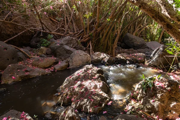 Slow Flowing Jalaboun Stream Golan Heights Northern Israel — Stock Photo, Image