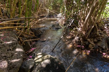 Kuzey İsrail 'deki Golan Tepeleri' nde yavaş akan Jalaboun deresi.