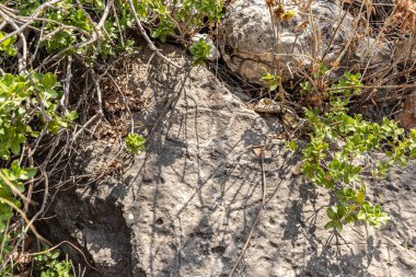Monfort Kalesi 'nin kalıntıları Shlomi şehrinden çok uzak olmayan kuzey İsrail' deki Galilee 'de ormanla kaplı yüksek bir tepede yer almaktadır.
