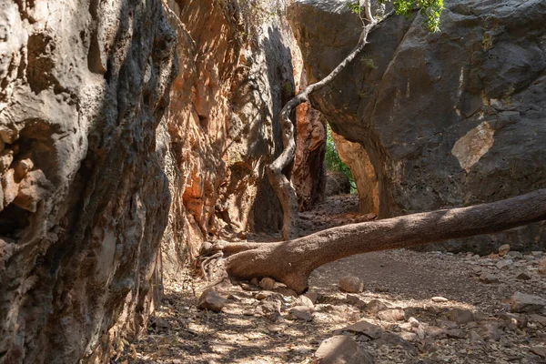 Passage Gorge Ruins Monfort Fortress Located High Hill Overgrown Forest — Stockfoto