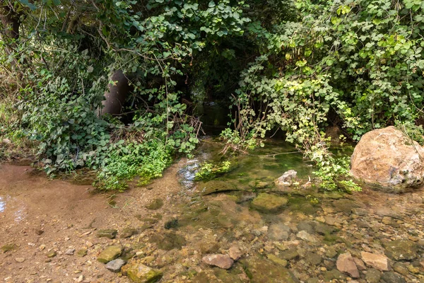 Overgrown Greenery Banks Quiet Stream Gaaton Flowing Galilee Northern Israel — Foto de Stock