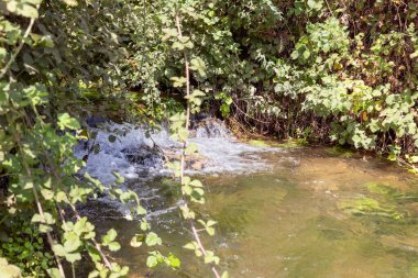 Yeşilliklerle kaplanmış, sessiz derenin kıyıları Kuzey İsrail 'deki Celile' de akan Gaaton nehri.