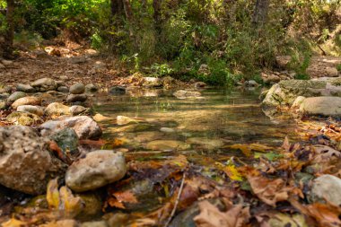 Fresh, cold, fast, shallow stream En Hardalit flows in the north of Israel, not far from Nahariya city