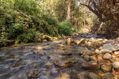 Fresh, cold, fast, shallow stream En Hardalit flows in the north of Israel, not far from Nahariya city
