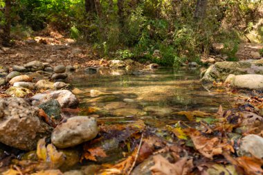 Fresh, cold, fast, shallow stream En Hardalit flows in the north of Israel, not far from Nahariya city