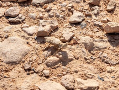 A desert insect crawls in the midst of the majestic beauty of the endless stone Judean Desert in southern Israel