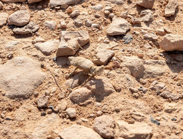 A desert insect crawls in the midst of the majestic beauty of the endless stone Judean Desert in southern Israel