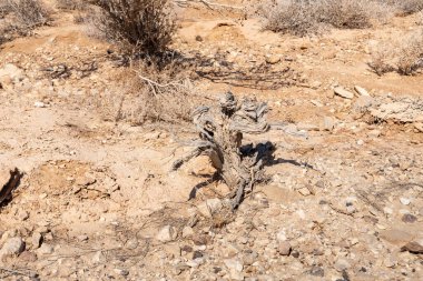 A dried up desert small tree in the middle of the majestic beauty of the endless stone Judean desert in southern Israel