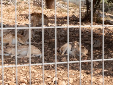 Persian fallow deer resting in an enclosure in the Hai Bar nature reserve on Mount Carmel in Haifa, northern Israel