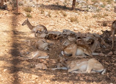 Persian fallow deer resting in an enclosure in the Hai Bar nature reserve on Mount Carmel in Haifa, northern Israel