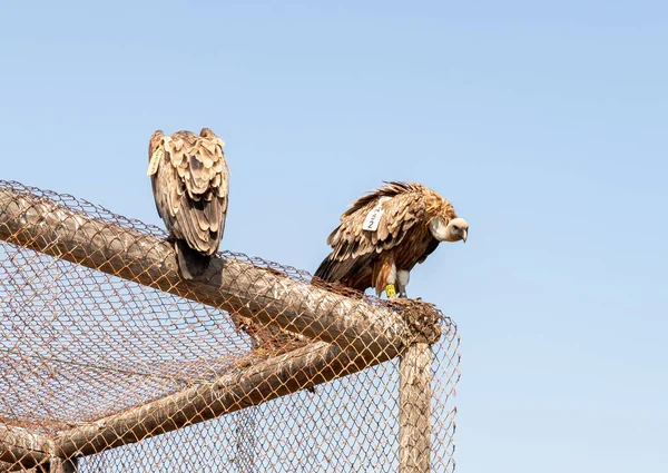 Griffon Vulture Gyps Fulvus Resting Enclosure Hai Bar Nature Reserve — Stockfoto