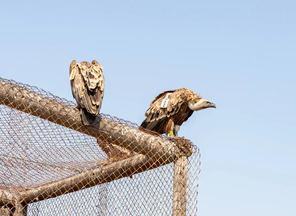Griffon Vulture Gyps Fulvus Resting Enclosure Hai Bar Nature Reserve — Stok fotoğraf