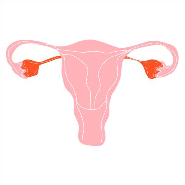 Women uterus and ovary icon isolated on white background