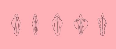 Type of female labia vector. Line drawing illustrator a vagina. 