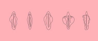 Type of female labia vector. Line drawing illustrator a vagina.  clipart