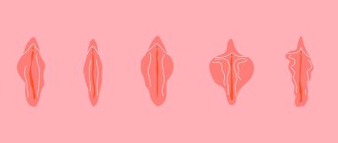 Type of female labia vector. Drawing illustrator a vagina. Vector