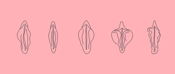Type of female labia vector. Line drawing illustrator a vagina. 