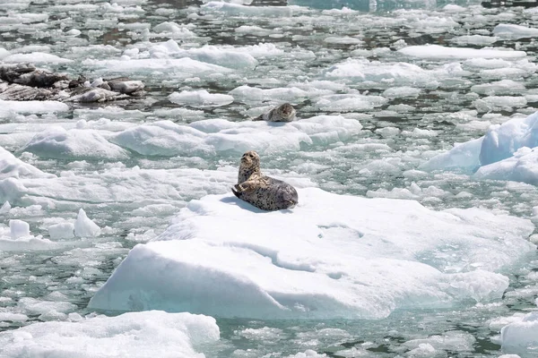 Печать Покоится Маленьком Айсберге Среди Тающего Морского Льда — стоковое фото